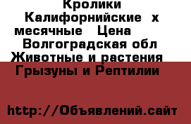 Кролики Калифорнийские 2х месячные › Цена ­ 200 - Волгоградская обл. Животные и растения » Грызуны и Рептилии   